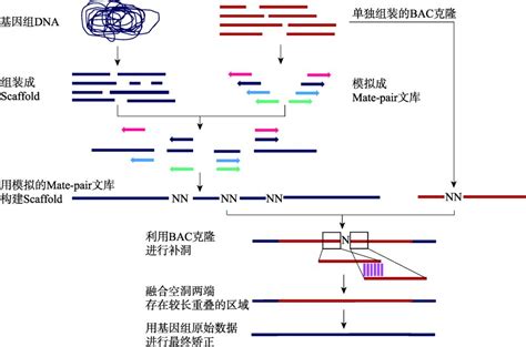 DNA序列比对——Blast，序列比对界中的先锋！-深圳市安培生物科技有限公司