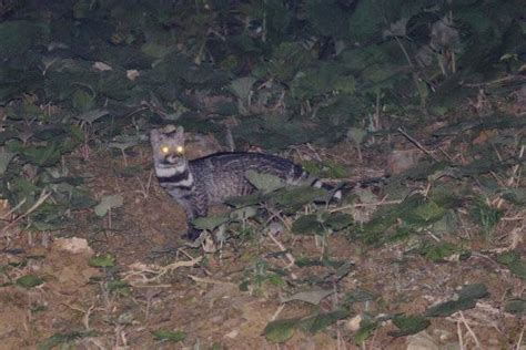 国家一级保护动物大灵猫首次在四川黑竹沟国家级自然保护区“出镜” - 封面新闻