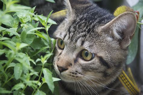 每日一猫：中华狸花猫|狸花猫|猫|斑纹_新浪新闻