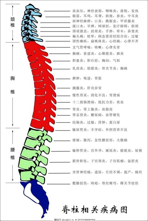 腰部位置图图片
