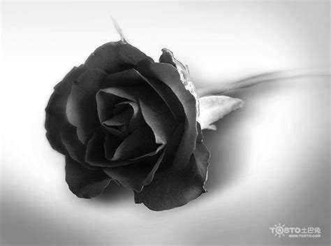 黑玫瑰图片大全 黑玫瑰花语