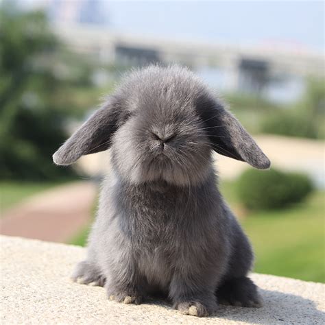 十大最受欢迎宠物兔品种, 性格温驯、呆萌漂亮