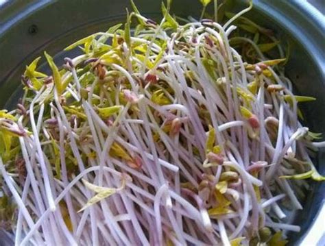 怎么促进绿豆种子发芽-百度经验