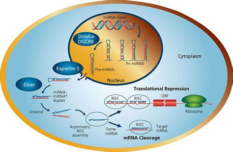 miRNA与lncRNA-技术专题(停用)-广州赛诚生物科技有限公司-服务于您的核心利益！