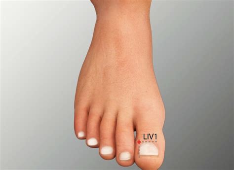 LIV 1 - DADUN Liver Meridian Acupuncture Point