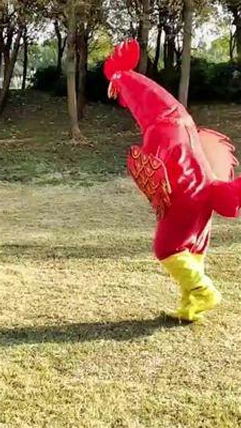 #野外大公鸡散步，骄傲的大公鸡迈着轻盈的脚步_腾讯视频