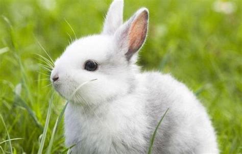 兔子怎么分辨公母-宠物网问答