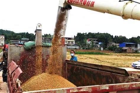 小麦水稻亩产多少斤,小麦和水稻亩产量对比,种植水稻和小麦产量_大山谷图库