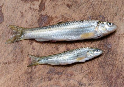 麦穗鱼的生活习性及特点 - 百科 - 酷钓鱼