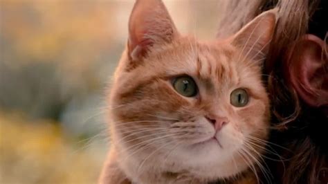 《流浪猫鲍勃》-高清电影-完整版在线观看