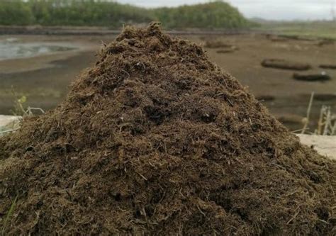 草炭土泥炭土，泥炭土和草炭土的区别是什么|admin_人人点