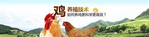 中国十大养鸡企业-排行榜123网