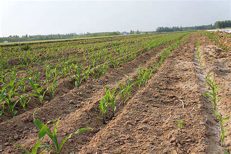 亩产500千克小麦需吸收多少氮、磷、钾肥料？小麦亩产500千克如何施肥？—【耕种帮种植网】