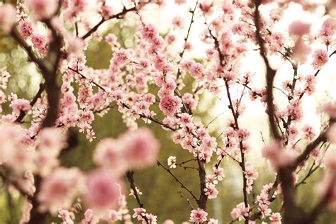 春天摄影素材丰富多样，哪些春日美景是值得去拍摄的呢？ - 知乎