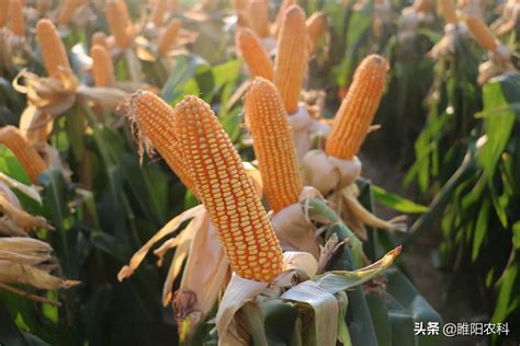 辉玉938玉米品种的特性，适宜播期4月下旬至5月上旬 - 新三农