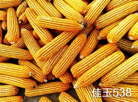 春玉米高产栽培技术要点_北京禾佳源农业科技股份有限公司