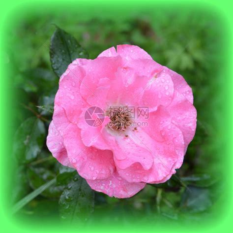 夏日绽放的玫瑰高清图片下载-正版图片600730029-摄图网