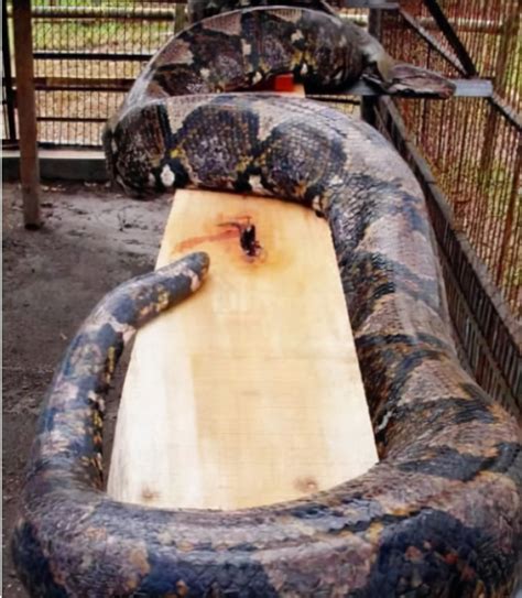 陕西秦岭发现最大的蟒蛇多大？
