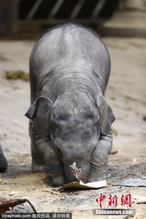 技术娴熟 德国动物园大象用鼻子拆礼物