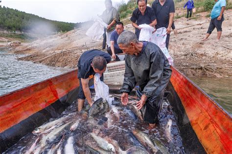 在来三条龙鱼圈 - 麦肯斯银版鱼 - 广州观赏鱼批发市场