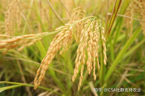 杂草稻与水稻的区别,杂草稻怎么辨别,水稻与稗草的区别图片(第17页)_大山谷图库