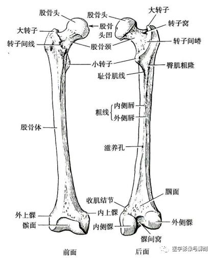 腿型矫正——腿部旋转 - 知乎