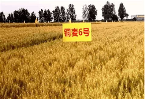 小麦的亩产量 - 农敢网