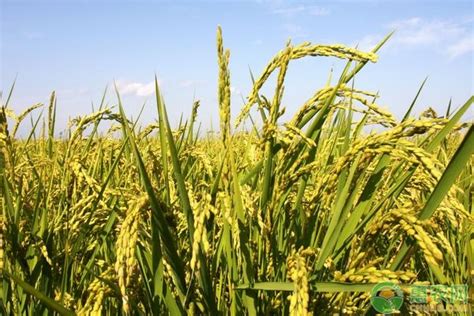 杂交水稻和普通水稻的区别？ - 农业种植网