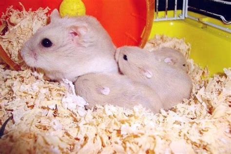 小鼠繁育过程中无法生育繁殖的原因及繁育建议_生物器材网