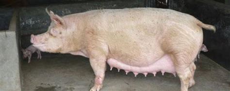 常用的治疗母猪瘫痪土方法，附瘫痪的原因 - 农敢网