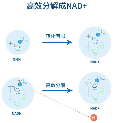 Amplite 用于测定NAD和NADH定量的试剂 | 西安百萤生物科技有限公司