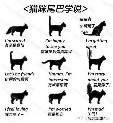 猫咪的尾巴会说话？解读猫尾巴9种语言