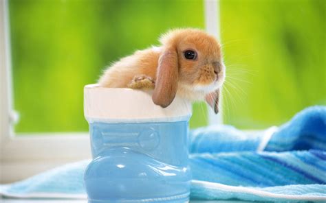 可爱的小兔子 - 茶杯宠物网