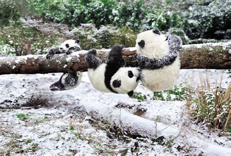 他拍下2000张野生大熊猫萌照，被当成国礼送给全世界_湃客_澎湃 ...