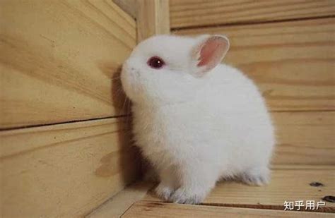兔子品种介绍_垂耳兔