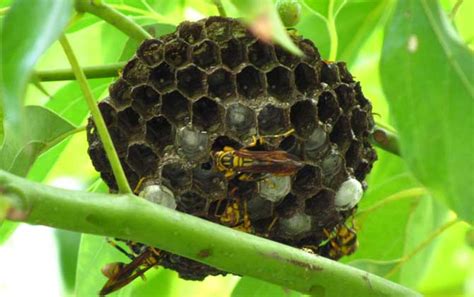 蜜蜂窝中有几种蜂房？ 湖北天马养蜂场