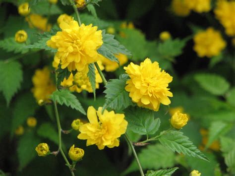 加拿大一枝黄花是什么植物？ - 蜜源植物 - 酷蜜蜂