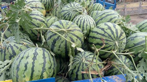 常见的西瓜早熟品种介绍 - 惠农网