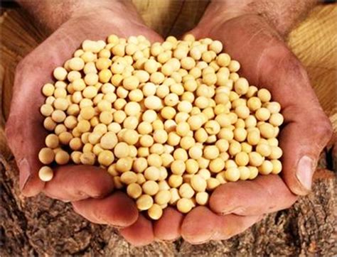 大豆种子_产品展示_北安市北方农产品经贸有限责任公司