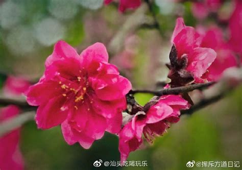 看看潮州沙溪贾里宝树园盛开的桃花