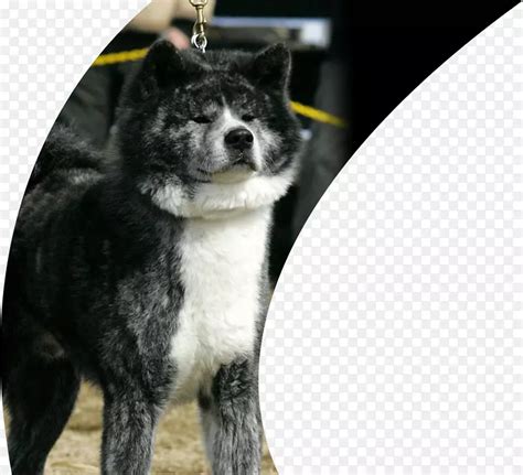 三种莱卡犬中最大的是东西伯利亚莱卡犬_[标签:标题1]