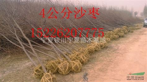 买苗木哪个网站好一些-致富经-中国花木网