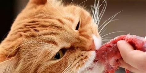 猫喜欢吃生肉还是熟肉，猫吃肉是生的还是熟的好？ - 胖萌舍宠物网