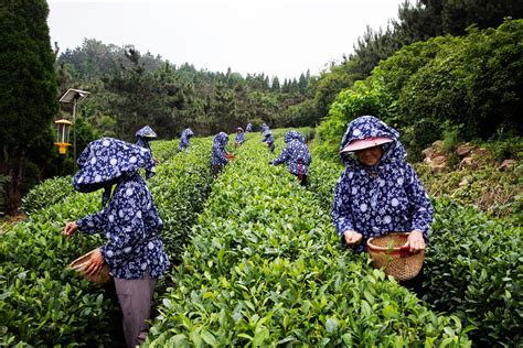 日照岚山：茶树满山坡，生态经济效益“双丰收”_图说_中国山东网
