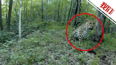 东北虎豹国家公园近期7次拍到野生东北豹：有“萌豹”在镜头前“方便”