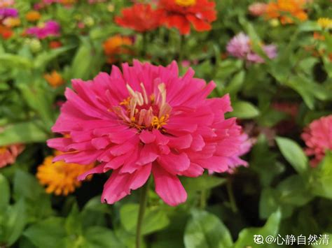 百日草花是您希望在花园中种植的最茂盛的花朵之一最容易生高清图片下载-正版图片507308053-摄图网