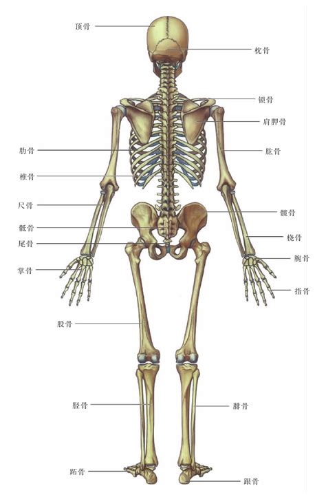 3D演示人体骨骼结构是时候告诉你你有多少块骨头了_腾讯视频