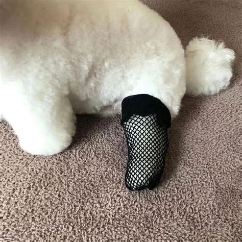 穿丝袜的狗狗图片