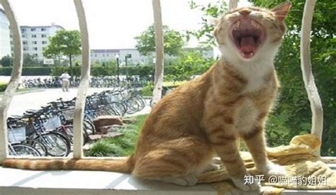 《学猫叫》原唱YY主播_腾讯视频