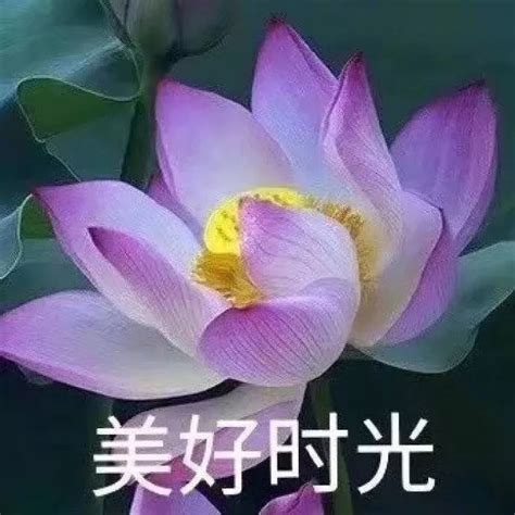 心如止水搞笑图片